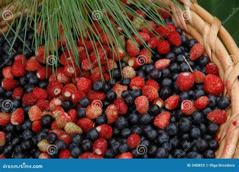 The wild berries. stock image. Image of season, garden - 340853