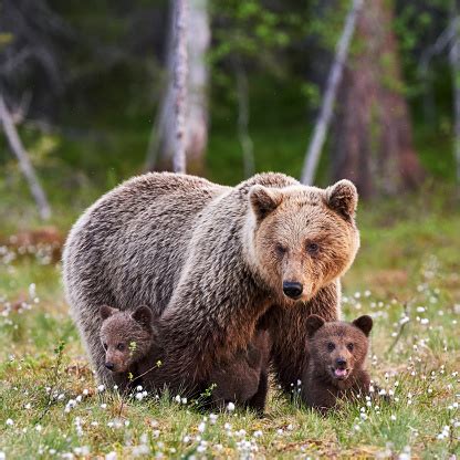 Mother Brown Bear And Her Cubs Stock Photo - Download Image Now - iStock