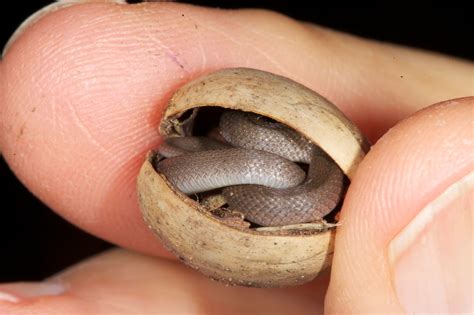 JaredDavidsonPhotography: Earthsnake in an acorn.