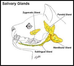 Canine Salivary Gland Anatomy