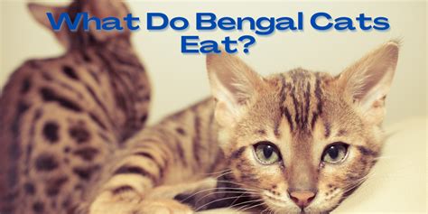 What do Bengal Cats eat? - Find out Now » Buckaroo Bengals | Bengal cats in Colorado and Wyoming