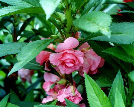 Garden Balsam | Impatiens balsamina | Plant Information