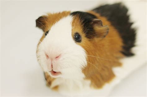 Guinea Pig Bath Time - Scottish Outlander