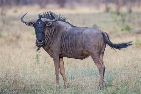 Blue Wildebeest photo from Savuti, Botswana