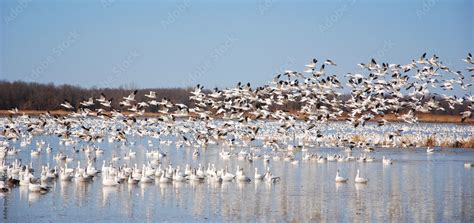 Snow geese migration. During spring migration, large flocks of snow ...