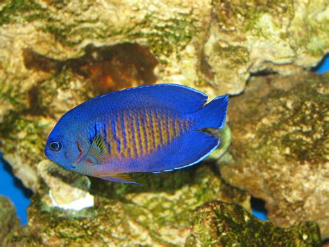 dwarf, Angelfish, Coral, Beauty, Underwater, Ocean, Sea, 3 , Jpg ...