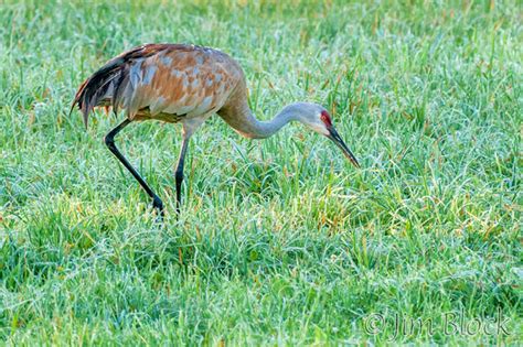 Sandhill Crane - Jim Block Photography