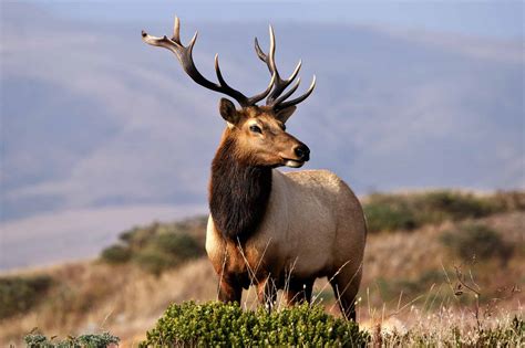 See a Rare Sighting of a Bull Elk Shedding Antlers - A-Z Animals