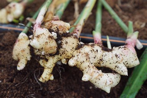 Guide to Ginger Farming in Kenya - Harvest Season