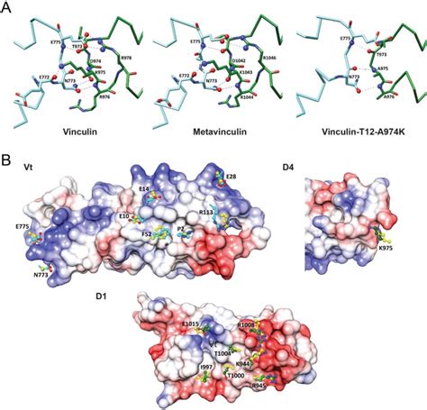 Conformational states during vinculin unlocking differentially regulate ...