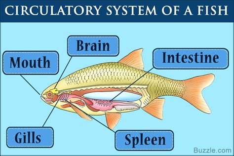 an image of the parts of a fish