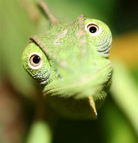 Veiled Chameleon (Chamaeleo calyptratus) | Wicked... | Kevin P | Flickr