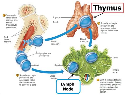 Lymph Nodes - Causes of Swollen Lymph Nodes in Neck, Groin, Armpit