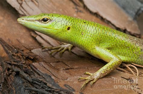 Emerald Tree Skink Photograph by Dan Suzio