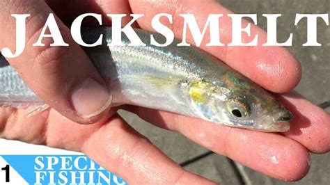 Jacksmelt #1 Sabiki Fishing at Manhattan Beach Pier California - Species Fishing - YouTube