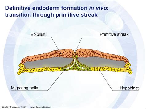 In Vitro Analog of the Primitive Streak (ANIMATED)