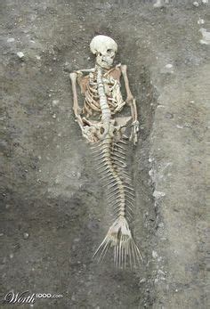 Was a Mermaid Skeleton Found in Bulgaria? | Mermaid skeleton, Mermaids exist, Real mermaids