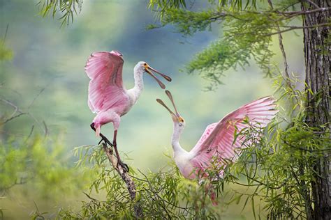 Roseate Spoonbill Facts - CRITTERFACTS