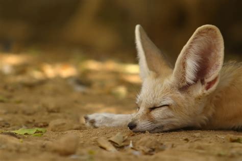 Cuteness is a curse for the adorable Fennec Fox | Green Prophet