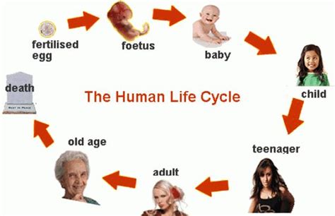 Human Life Cycle | Grow theme | Pinterest | Change time, Tops and Life ...