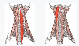 A Couple of Deep Neck Flexor Muscles