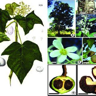 (PDF) Phytochemistry and Biological-Pharmacological Profile of Aleurites moluccanus: A Critical ...