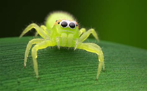 Pin by Robyn Ruff-Wagner on Wonderful Creepy Crawlies | Jumping spider, Spider, Insects