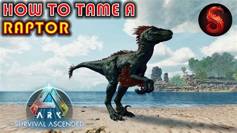 ARK SURVIVAL ASCENDED HOW TO TAME A RAPTOR - YouTube