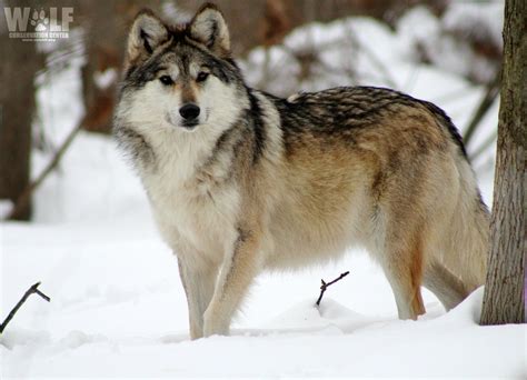 Mexican Gray Wolf Belle (F1226) – Wolf Conservation Center - Adoptions