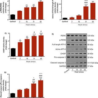 The effects of heat stress on heat shock protein 70 (HSP70) expression... | Download Scientific ...