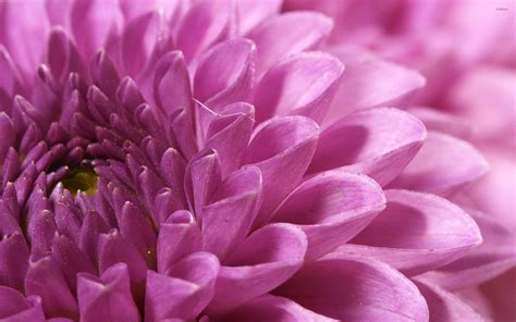 Chrysanthemum Wallpapers - Top Free Chrysanthemum Backgrounds ...