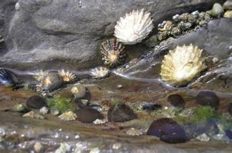 visit the indoor rockpool at the Portrush Countryside Centre. Description from discoverwildlife ...