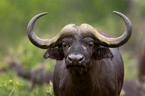 12,895 African Buffalo Stock Photos - Free & Royalty-Free Stock Photos ...