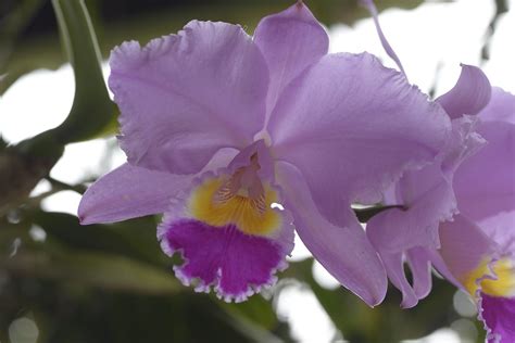 Cattleya trianae -Flor Nacional de Colombia- | Reino:Plantae… | Flickr