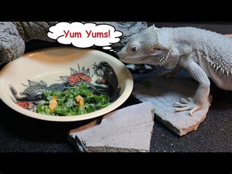 My Bearded Dragon Daintily Eating - YouTube