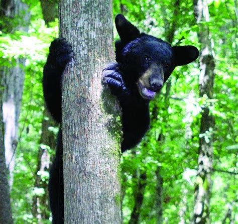 Louisiana black bear. | Black bear habitat, Black bear, Wetland