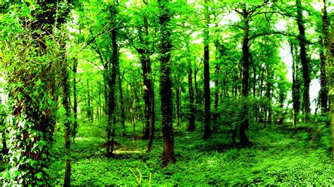 Nature Green Forest Wallpaper 4K - Best 3840x2160 forest wallpaper, 4k uhd 16:9 desktop ...