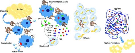 | Neutrophil extracellular traps (NeTs) aliviate inflammation caused by... | Download Scientific ...