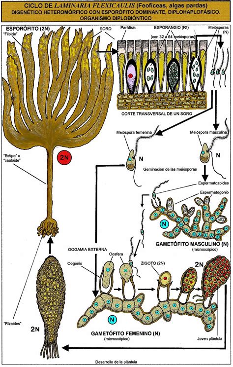 Order Laminariales | Ciclos de vida de las plantas, Clase de biología, Ciencia de las plantas