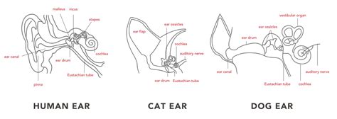 Feline Ear Anatomy