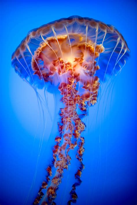 Black sea nettle | Animals | Monterey Bay Aquarium