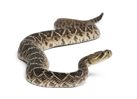 How Fast Do Baby Rattlesnakes Grow? (Time to full-size)