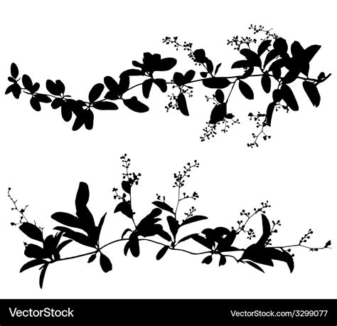 Silhouettes of leaf and vine plant Royalty Free Vector Image