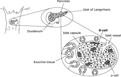 Pancreatic Cell Diagram