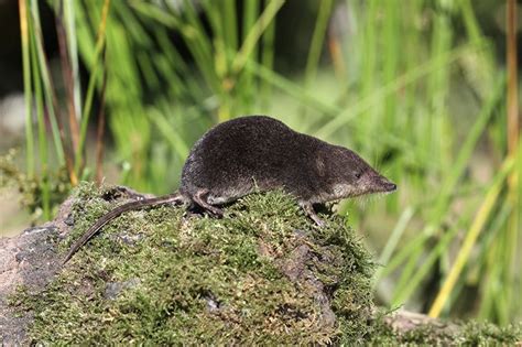 Water shrew Erni Shutterstock - People's Trust for Endangered Species