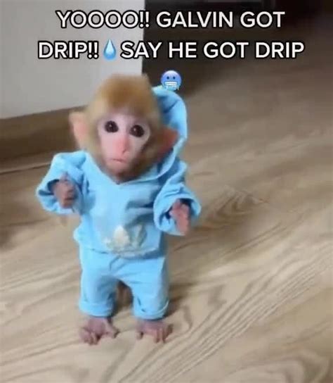 Monke Drip Meme