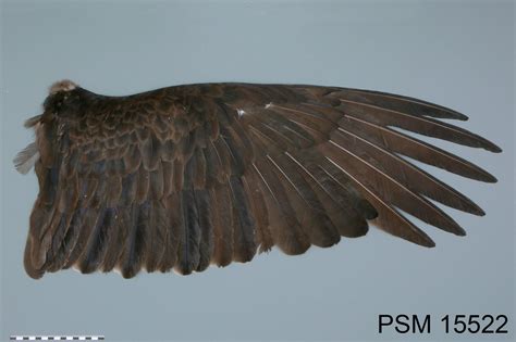 Turkey Vulture wing specimen from the Slater Museum collection ...