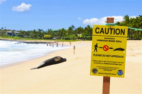 Hawaii visitors warned to stay away from monk seals