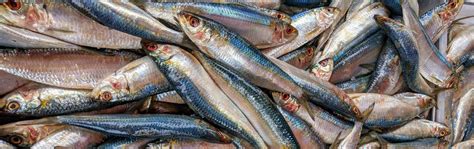 The Remarkable Kapenta Fish Is Rich In Nutrients [2024 Info]