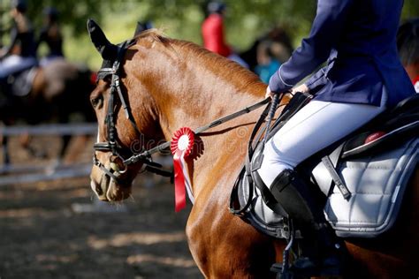 Horse Jumping Contest. Equestrian Sports. Horsegirl Sitting in Saddle ...